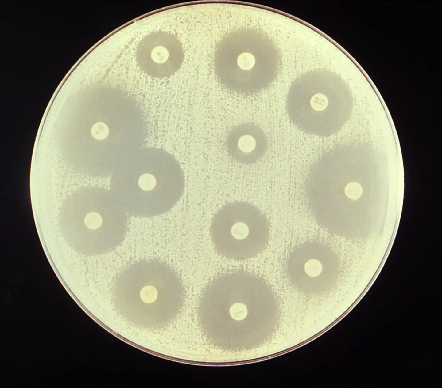 A round Petri dish on a black background, its pale yellow surface covered by a thin film of bacterial growth, with a dozen small white paper disks, each surrounded by a darker, clear circle of a different size.