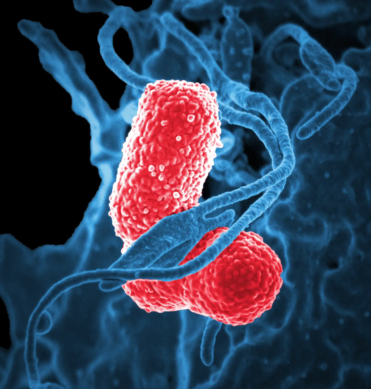 Two plump, rod-shaped bacteria colored pink-red and covered in small bumps, wrapped by long, thin blue strands and folds of a much larger blue cell, against a black background.